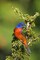 Texas, Tilden Painted bunting perched in tree by Dave Welling - Item # VARPDXUS44BJA0068